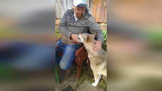 Как спилить берёзу 15 метров