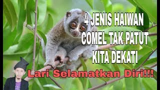 4 JENIS HAIWAN COMEL YANG TAK PATUT KITA DEKATI