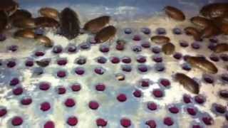 Dubia Roach sorting