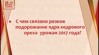 С чем связано резкое подорожание кедрового ореха урожая 2017 года?