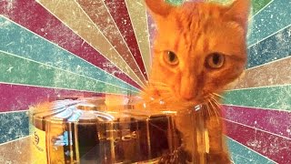 Рыжий кот пытается съесть торт. Red cat trying to eat cake