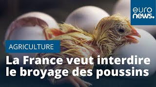 La France veut interdire le broyage des poussins et la castration à vif des porcelets fin 2021