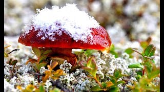 11 НОЯБРЯ 2018 УДАЧНАЯ ТИХАЯ ОХОТА НА ЛЕДЯНЫЕ ПОЛЬСКИЕ БЕЛЫЕ ГРИБЫ ПРОДОЛЖАЕТСЯ! ЮГ ПОДМОСКОВЬЯ