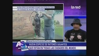 SALFATE | Nueva Especie de Ratas Gigantes está en todas las Ciudades del Mundo