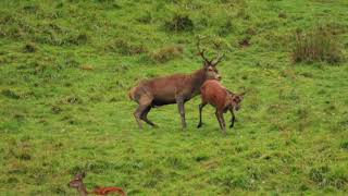 Brame du cerf en Pays d'Aspet N°5. le 30 septembre 2017.