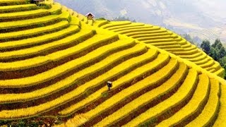Ruộng bậc thang Sapa tuyệt đẹp