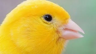 CANARY SINGING - Serinus canaria