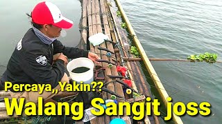 PERCAYA/YAKIN,? WALANG SANGIT MANTAP CAMPUR UMPAN LUMUT BERBURU MANCING IKAN NILA WADUK CIRATA.