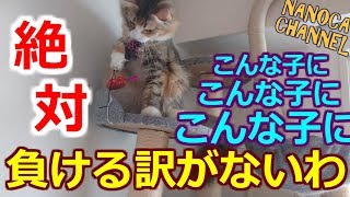 【かわいい 猫 動画】お気に入り の おもちゃ で 遊んでたら ハプニング！いやーん！ Norwegian Forest Cat ノルウェージャンフォレストキャット NANOCA