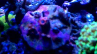 Biocube 29 Cree LED