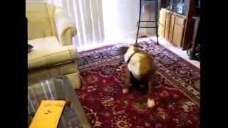 Прикольное видео! КОТЫ НЕ ЛЮБЯТ, когда хозяин пукает!  Смешные животные. Funny Animals.
