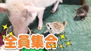 アニマル大集合！！ミニブタとカワウソとミーアキャットとメンフクロウ