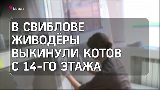 Алкоголики выкинули четырех котят из окна 14-го этажа