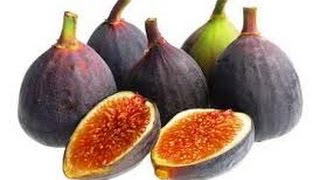 كيفية زراعة التين فى المنزل | ونضوجه  فى الأصيص