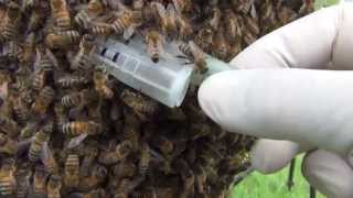 Honey Bee Swarm, how to recover a swarm and return the workers to the original hive