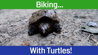 Southern Illinois Wildlife on Tunnel Hill State Trail with Hiking with Shawn