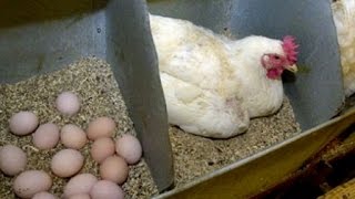 Куры несутся зимой как летом