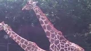 Animal Mating Breeding   Different Animals   YouTube