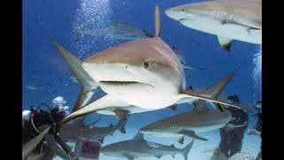 Bahamas Diving with Sharks,Christmas 2017