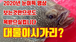 이시가리회뜨기 줄가자미 사메가레이