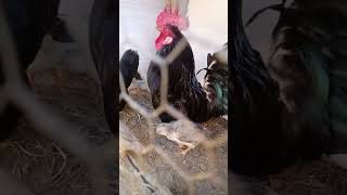 Primeiro vídeo do canal ( mostrando as minhas aves) parte 1