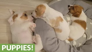 Jack Russell puppies can't stop kissing each other