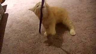 Siberian Kitten Playing - 12 weeks old