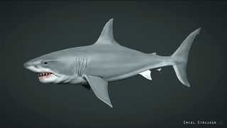 Great white shark - Zbrush sculpt turntable