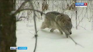 Охота на волков как экстренная мера