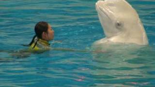 Beluga Whale