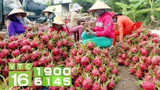 Tìm mọi cách "giải cứu" 200.000 tấn thanh long | VTC16