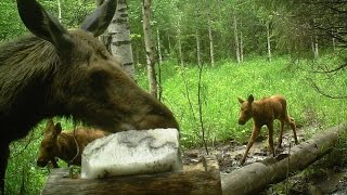 Видеоловушка НП "Таганай" №13 - Лосиха с лосятами