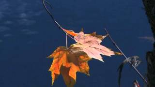 Autumn footage  / Осенний футаж 23