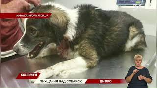 В Днепре полицейские задержали мужчину, который издевался над собственной собакой