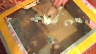 КАК МАМА КОТЁНКА СПАСЛА /МГНОВЕННАЯ КАРМА /ПРАНКИ НАД КОТАМИ