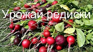 Редис