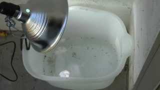 Homemade mosquito trap, simple, low cost, effective 2013-04-07
