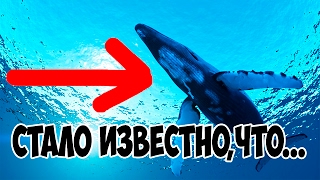 СИНИЙ КИТ. НАСТОЯЩАЯ ПРАВДА