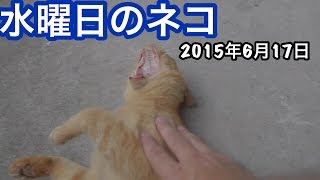 かわいい猫動画 水曜日のネコ 2015年6月17日 野良猫ナデナデ