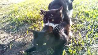 bicolor cat in heat make sex to a neutered black cat.Lake Superland.Feb 2019