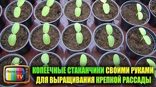 КОПЕЕЧНЫЕ СТАКАНЧИКИ СВОИМИ РУКАМИ ДЛЯ ВЫРАЩИВАНИЯ КРЕПКОЙ РАССАДЫ