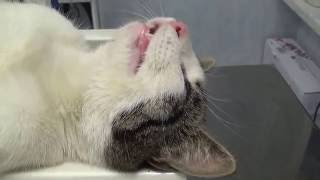 Стерилизация беременной бездомной кошки/ Neutering a pregnant stray cat