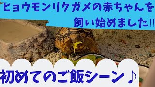 ヒョウモンリクガメの赤ちゃんを飼い始めました！！