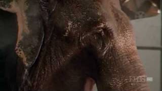 Nature (PBS) - Shirley the Elephant (Part 2)