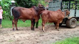Bò đực giống lai sin ,cows in vietnam.Close-up video of a cow breed