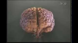 Чудо нервной системы человека