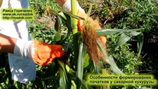 Особенности формирования початков у сахарной кукурузы