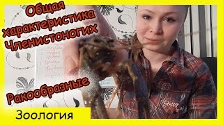 Урок биологии №37. Общая характеристика членистоногих. Особенности класса ракообразные.