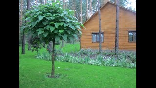 КАТАЛЬПА, формируем шар на штамбе. Часть 2.