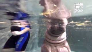Baby Hippo Fiona's Pool Water is Getting Deeper - Cincinnati Zoo